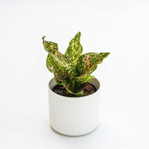 Aglaonema "Pink Dalmatian" Baby Plant