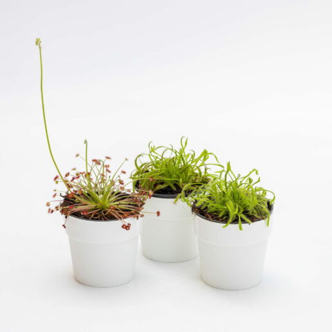 Drosera (in mix)