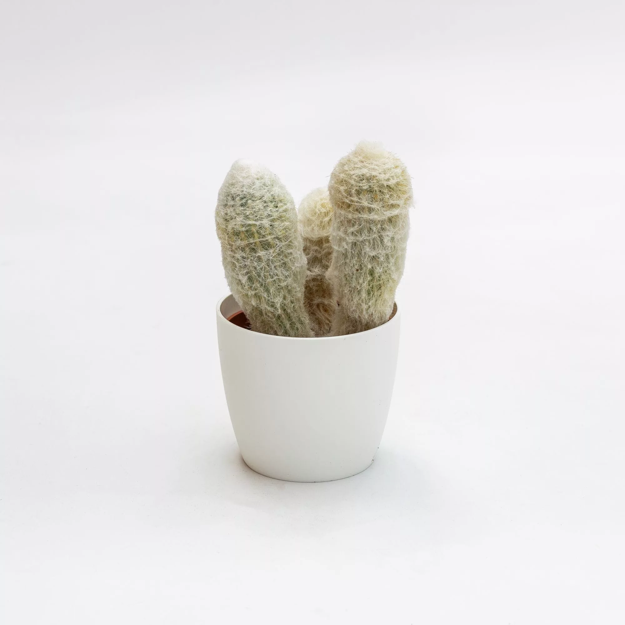 Espostoa melanostele