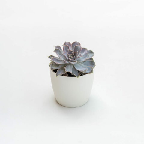 Echeveria lilacina