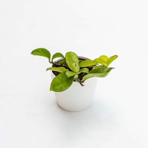 Hoya carnosa "Compacta"