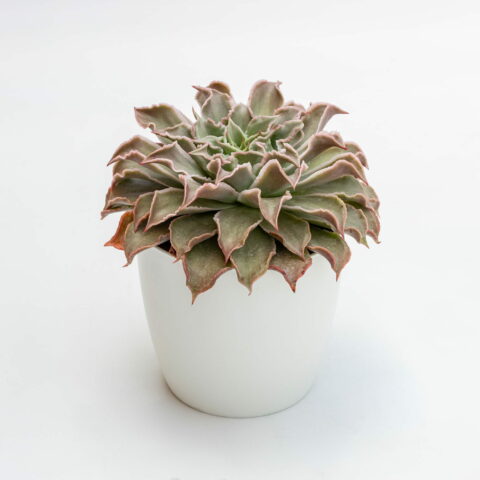Echeveria "Madiba"