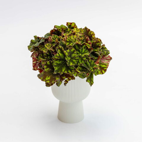 Begonia bowerae