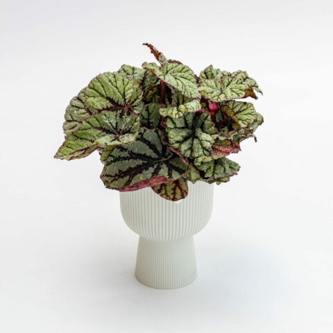 Begonia rex "Jolly Silver"