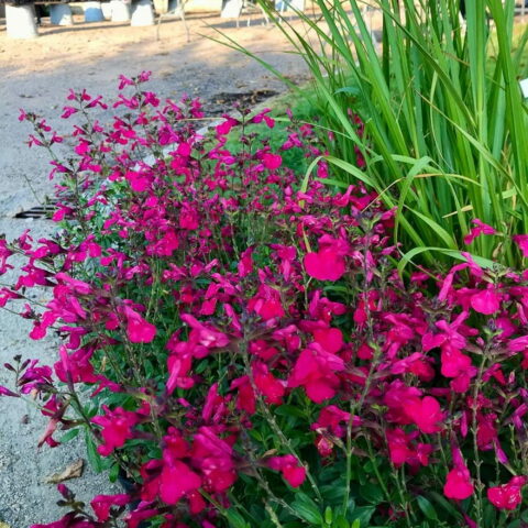 Salvia greggii "Mirage Hot Pink"