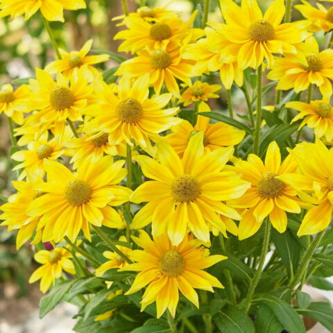 Rudbeckia "Summer daisy's Green Sun"