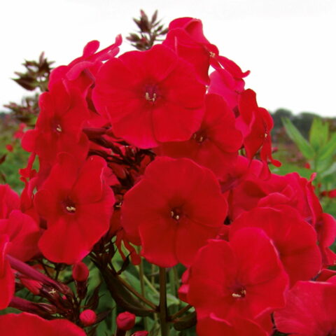 Phlox paniculata "Adessa Red"