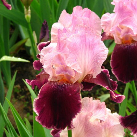 Iris germanica "Wine and Rose"