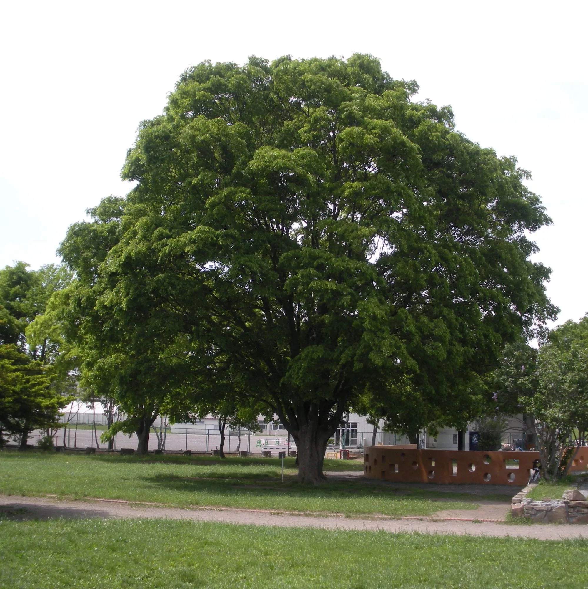 Zelkova serrata