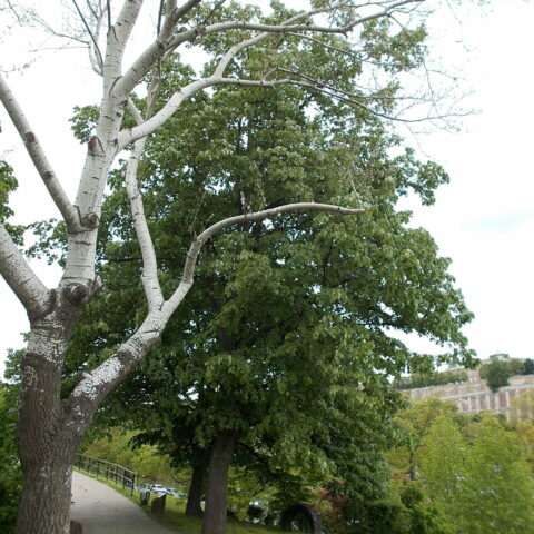 Tilia tomentosa