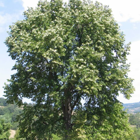 Tilia "Argentea"