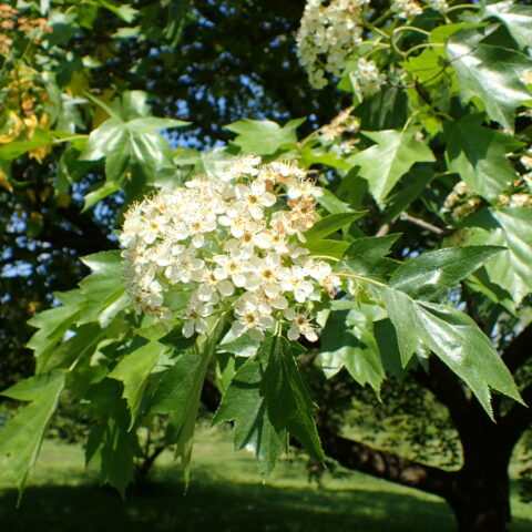 Sorbus torminalis