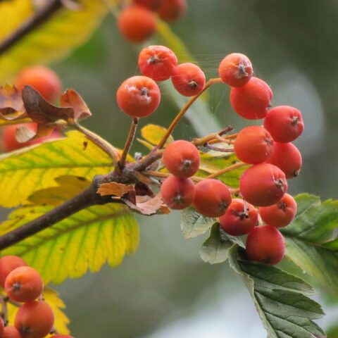 Sorbus intermedia