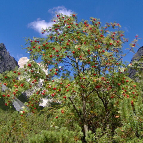 Sorbus aucuparia