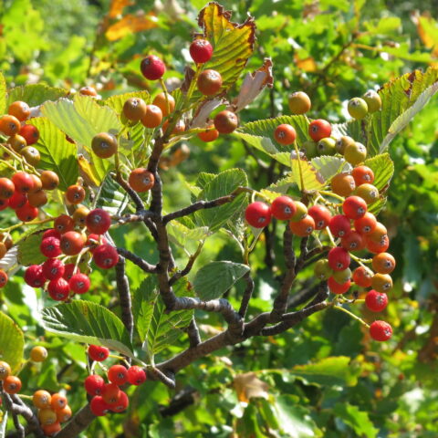 Sorbus aria