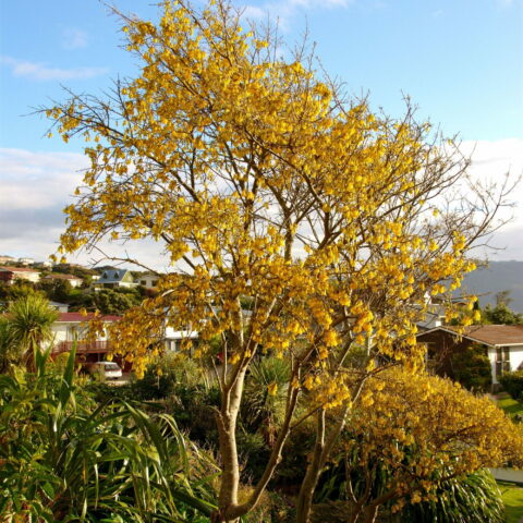 Sophora microphylla "Sun King"