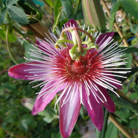 Passiflora "Anastasia"