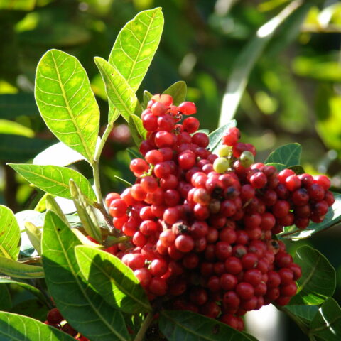 Schinus terebinthifolius