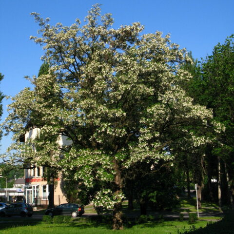 Robinia pseudoacacia