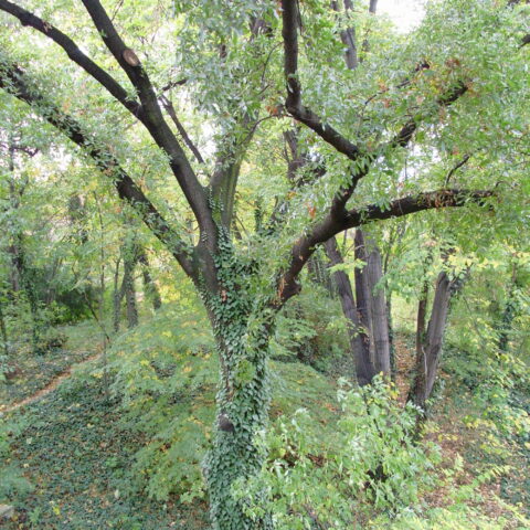 Quercus trojana