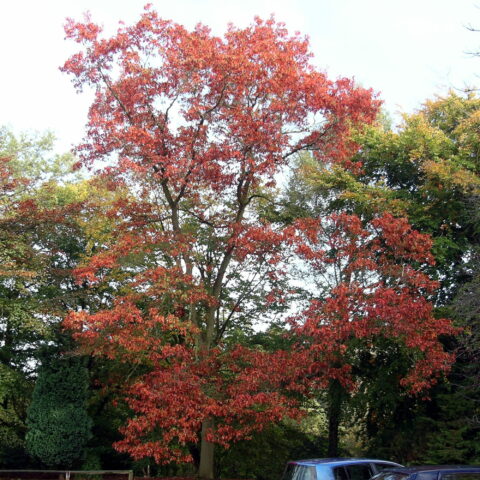 Quercus rubra