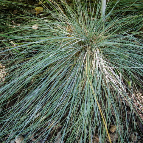Festuca glauca