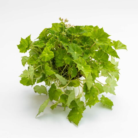 Begonia rex "Lima Love"