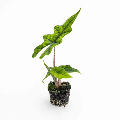 Alocasia "Jacklyn" Baby Plant