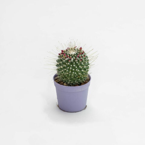 Mammillaria spinosissima