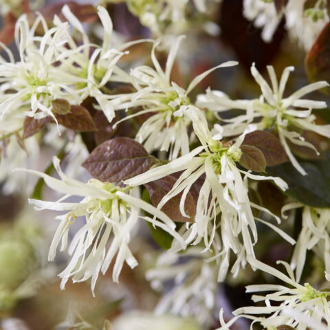 Loropetalum chinense "Ruby Snow"