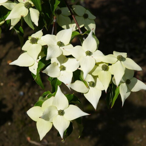 Cornus kousa "Milky Way"