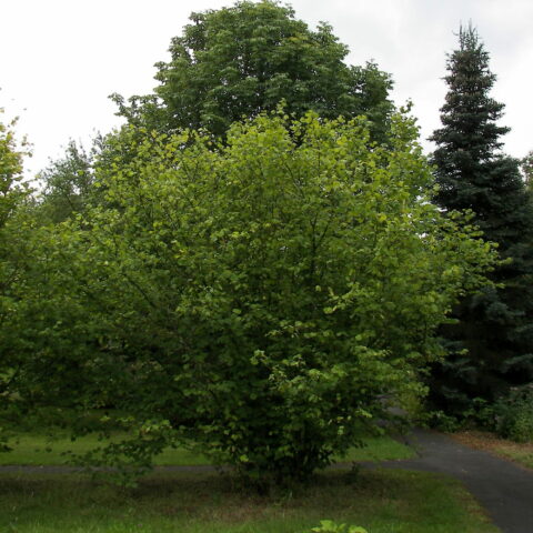 Corylus avellana