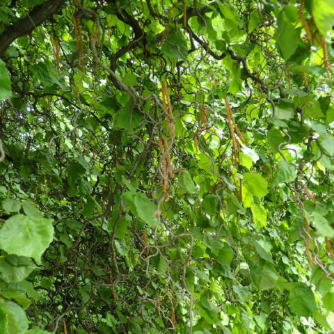 Corylus avellana "Contorta"