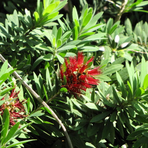 Callistemon "Little John"