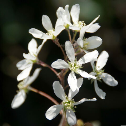 Amelanchier x lamarckii