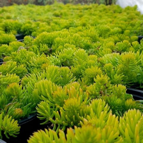 Sedum "Winter Lemon"