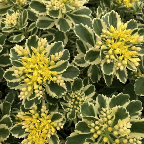 Sedum takesimense "Atlantis"