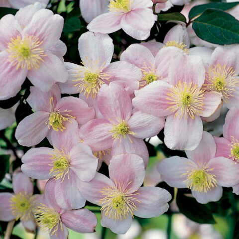Clematis montana "Mayleen"
