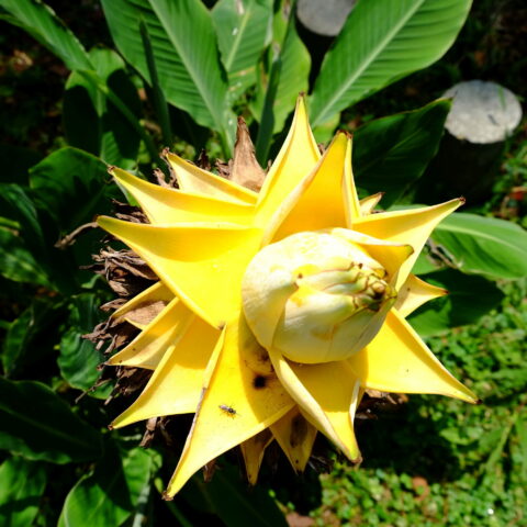 Musella lasiocarpa