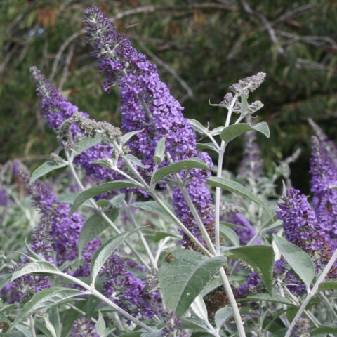 Buddleja "Lochinch"
