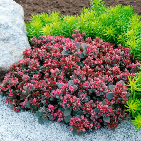 Sedum "Sunsparkler Blue Elf"