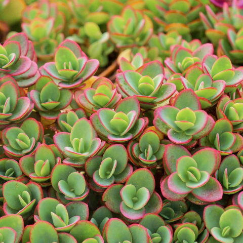 Sedum "Sunsparkler Lime Zinger"