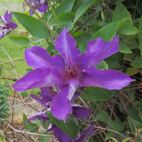 Clematis "The President"