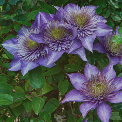Clematis "Multi Blue"