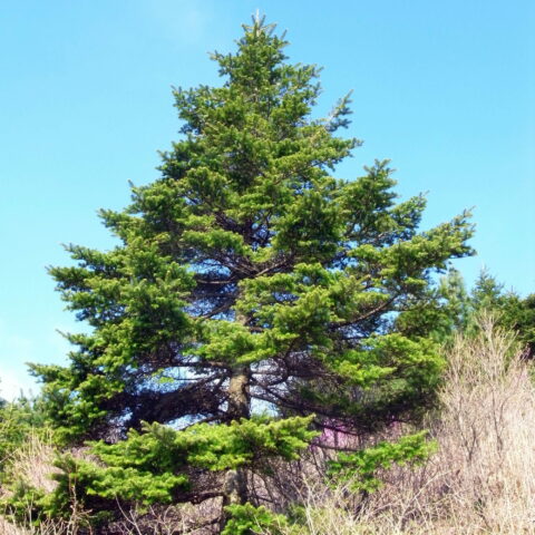 Abies koreana