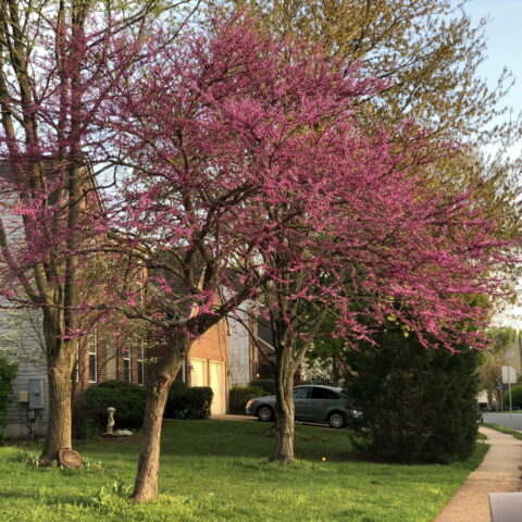 Cercis canadensis "Forest Pansy"