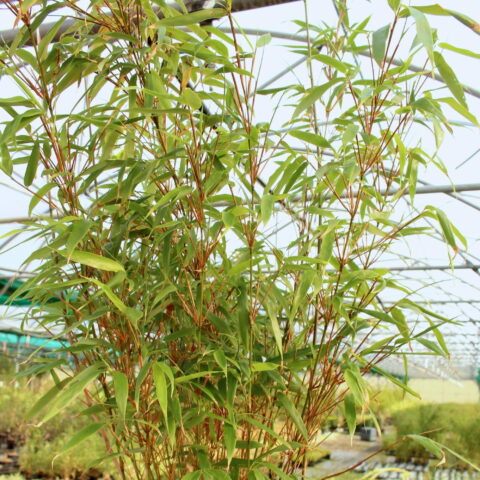 Fargesia rufa