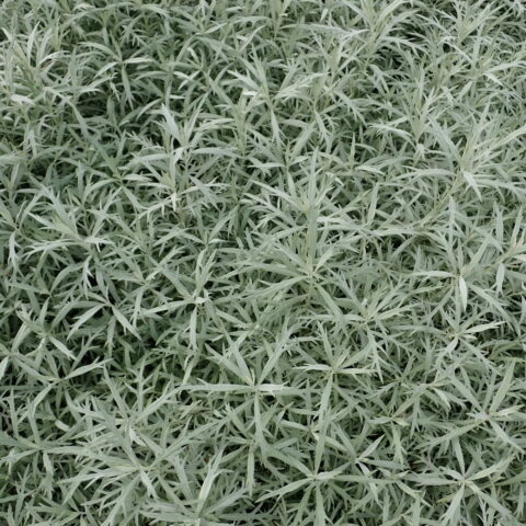 Artemisia ludoviciana "Silver Queen"