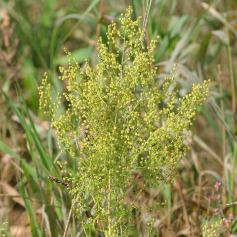 Artemisia annua