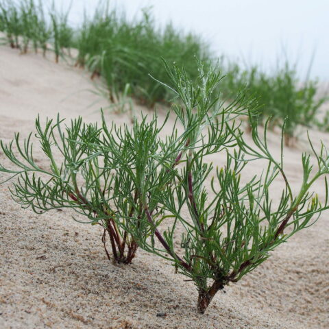 Artemisia campestris
